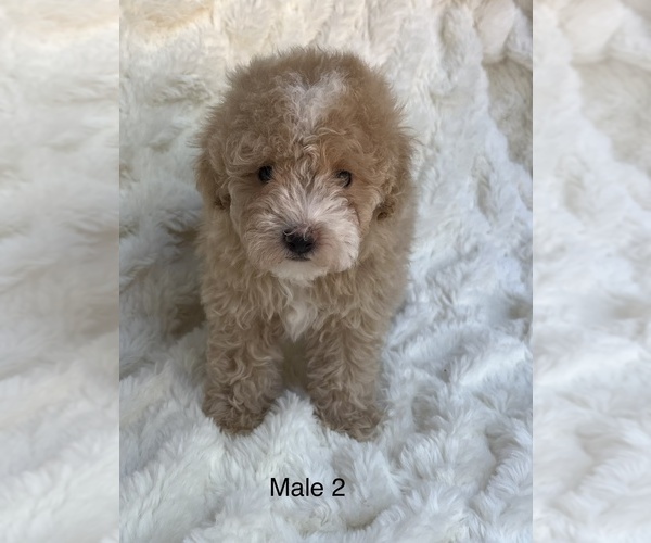 Medium Photo #6 Poodle (Toy) Puppy For Sale in AUBURN, CA, USA