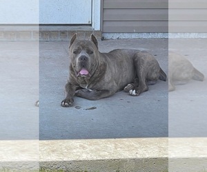 Father of the Cane Corso puppies born on 05/29/2022