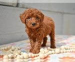 Small Poodle (Miniature)