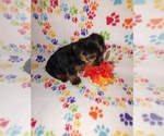 Small #8 Yorkshire Terrier