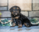 Puppy Chico Poovanese