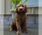 Small Photo #2 Irish Doodle Puppy For Sale in COATESVILLE, PA, USA