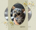 Small #1 Mutt