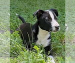 Small #1 Mutt