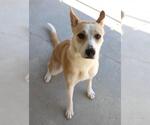 Small American Pit Bull Terrier-Huskies  Mix