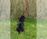 Small Photo #24 Dachshund Puppy For Sale in BREMEN, IN, USA