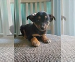 Small Photo #3 German Shepherd Dog-Miniature Australian Shepherd Mix Puppy For Sale in GOSHEN, IN, USA