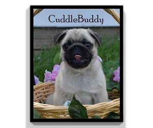 Pug Puppy for sale in CLARE, MI, USA