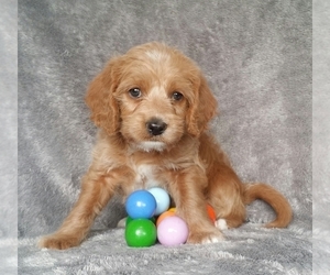 Miniature Labradoodle Puppy for sale in FREDERICKSBG, OH, USA