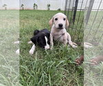 Small #1 Retriever  Mix