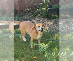Small #2 Mutt