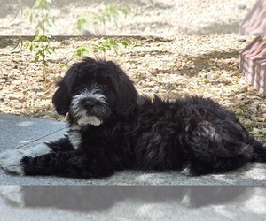 Labradoodle Puppy for sale in UNION CITY, CA, USA