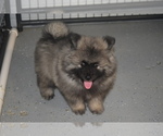 Small Photo #10 Keeshond Puppy For Sale in FAYETTEVILLE, TN, USA