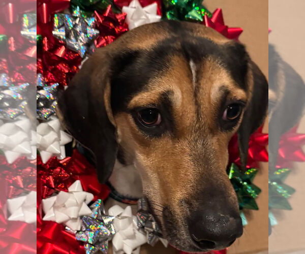 Medium Photo #1 Treeing Walker Coonhound-Unknown Mix Puppy For Sale in Germantown, OH, USA