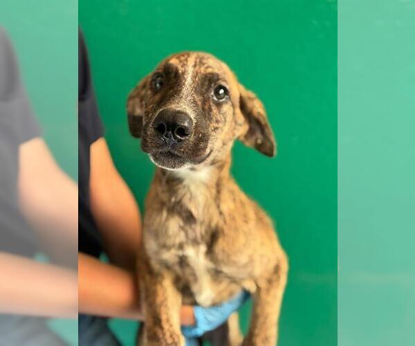 Medium Photo #1 Mutt Puppy For Sale in Visalia, CA, USA