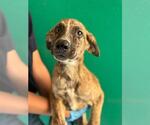 *KIDA - Female Mutt Dog for Adoption - Small photo
