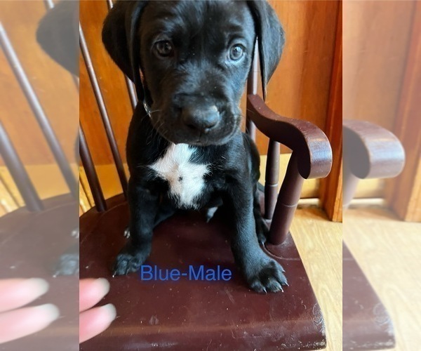 Medium Photo #13 Cane Corso-German Shorthaired Pointer Mix Puppy For Sale in CLAY CITY, KY, USA