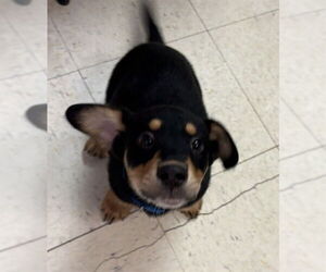 Treeing Walker Coonhound-Unknown Mix Dogs for adoption in Brewster, MA, USA