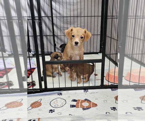 Medium Photo #3 Chihuahua-Unknown Mix Puppy For Sale in Raleigh, NC, USA
