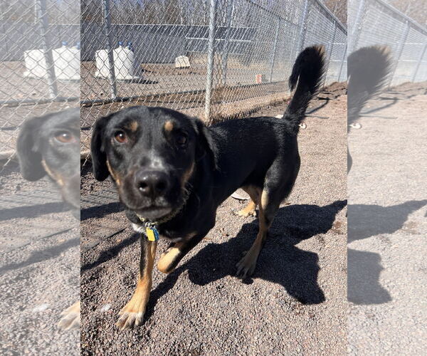 Medium Photo #4 Rottweiler-Unknown Mix Puppy For Sale in Webster, WI, USA