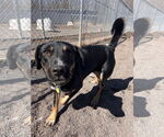 Small #3 Rottweiler Mix