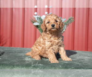 Goldendoodle (Miniature) Litter for sale in NAPPANEE, IN, USA