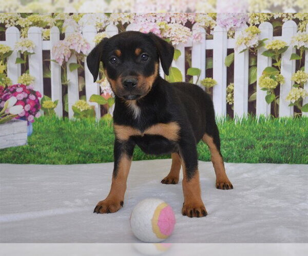 Medium Photo #1 Rottweiler-Unknown Mix Puppy For Sale in Oroville, CA, USA