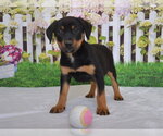 Small Rottweiler Mix