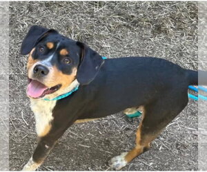 Roy - Male Mutt Dog for Adoption - Photo #4