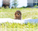 Small Photo #1 Poodle (Miniature)-Zuchon Mix Puppy For Sale in WARSAW, IN, USA
