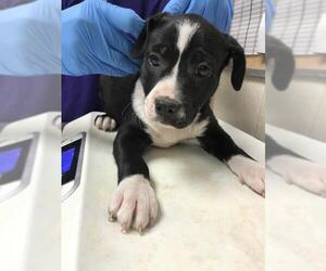 American Pit Bull Terrier-Unknown Mix Dogs for adoption in Conroe, TX, USA