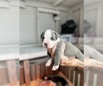 Puppy Puppy 3 American Bully-American Pit Bull Terrier Mix