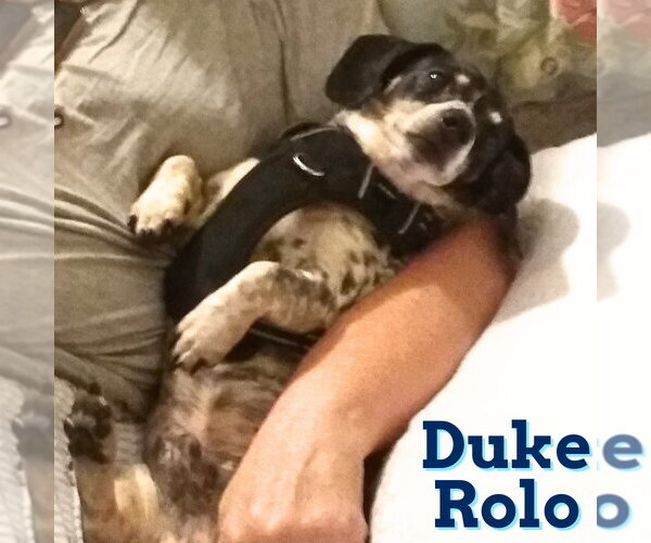 Medium Photo #18 Dachshund Puppy For Sale in San Antonio, TX, USA