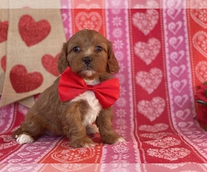Cavapoo Puppy for sale in LANCASTER, PA, USA
