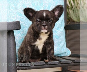French Bulldog Puppy for sale in NEW HOLLAND, PA, USA