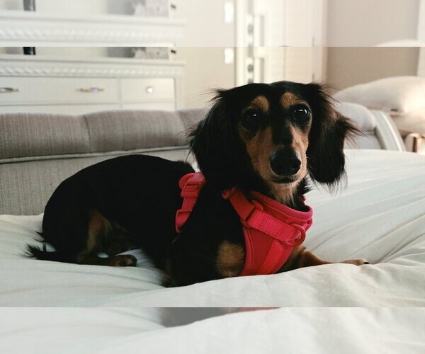 Medium Photo #2 Dachshund Puppy For Sale in Shelbyville, TN, USA