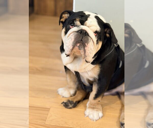 Medium Photo #5 Bulldog Puppy For Sale in Oak Bluffs, MA, USA