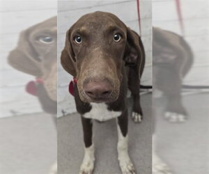 Labrador Retriever-Unknown Mix Dogs for adoption in San Bernardino, CA, USA
