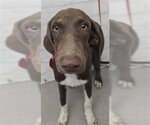 GLENDA - Female Labrador Retriever-Unknown Mix Dog for Adoption - Small photo