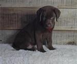 Small #2 Labrador Retriever