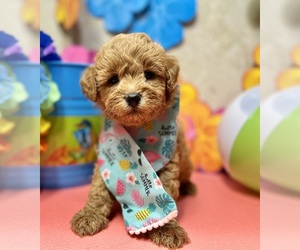 ShihPoo Puppy for sale in DUNDEE, OH, USA