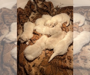 English Cream Golden Retriever Puppy for Sale in CHARITON, Iowa USA