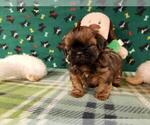 Small Photo #2 Shih Tzu Puppy For Sale in NORTH, NC, USA