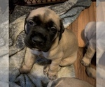 Small Photo #4 Mastiff Puppy For Sale in FARMINGTON, WV, USA