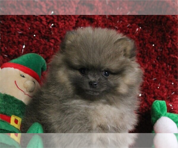 Medium Photo #3 Pomeranian Puppy For Sale in PEMBROKE PINES, FL, USA