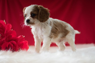 Cavalier King Charles Spaniel Puppy for sale in KENT, OH, USA