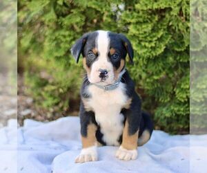 Greater Swiss Mountain Dog Puppy for sale in RONKS, PA, USA