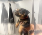 Small Photo #3 Rottweiler Puppy For Sale in TEMECULA, CA, USA