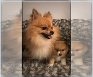 Pomeranian Puppy for sale in ALTAMONTE SPG, FL, USA