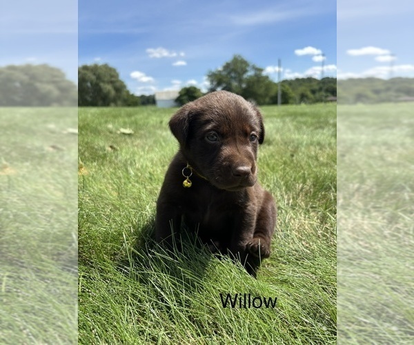 Medium Photo #7 Labrador Retriever Puppy For Sale in FREDERICKSBG, OH, USA